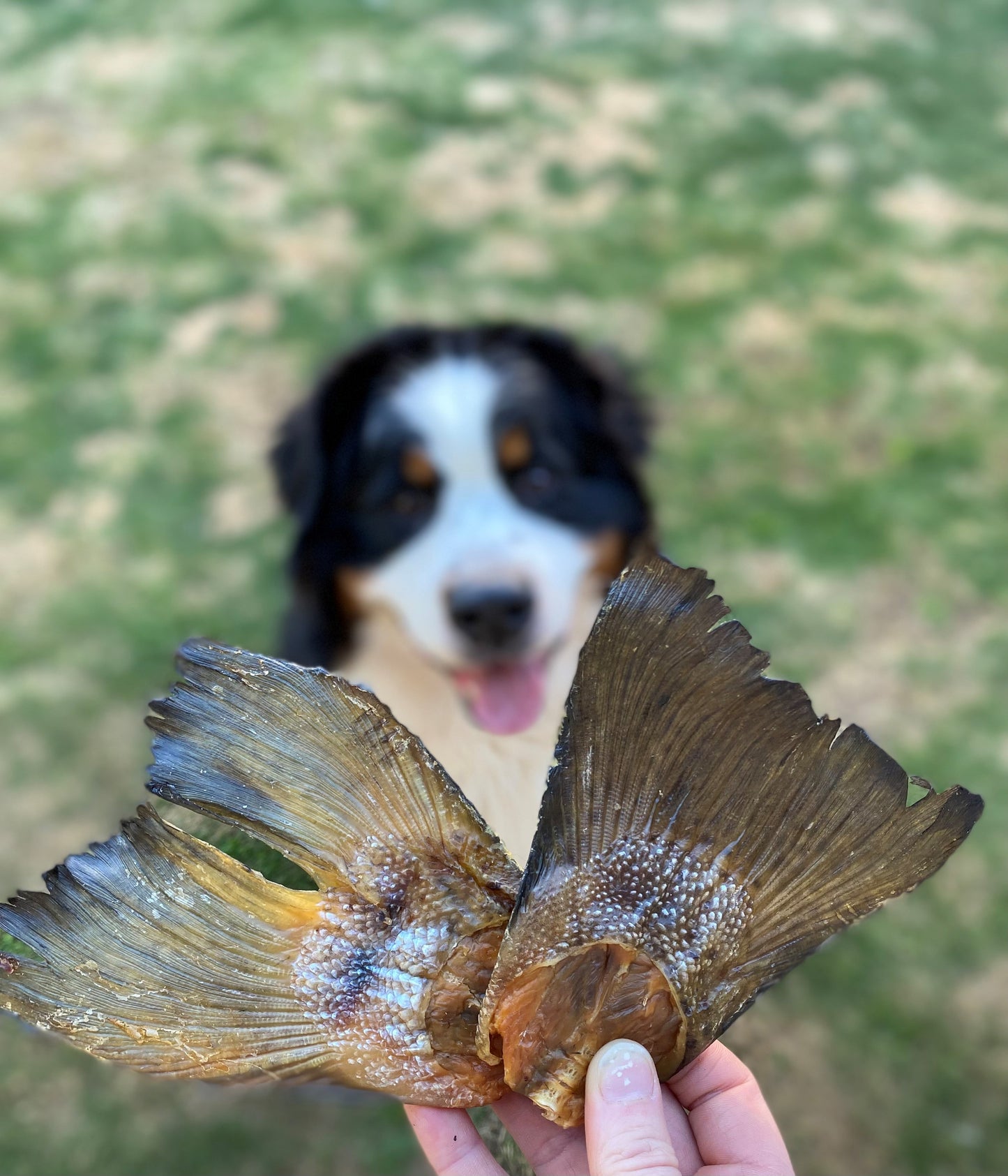 Salmon Tails