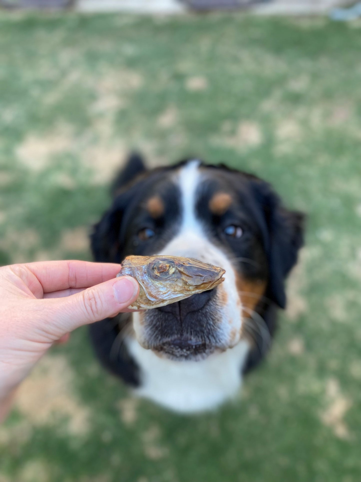 Whiting Heads